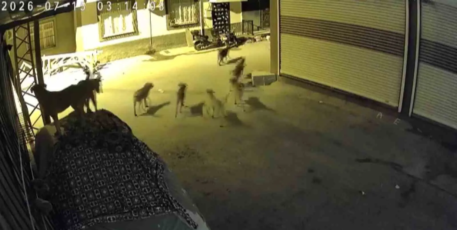 Sürü halindeki köpeklerden korkan kedi, pencere demirine tırmandı