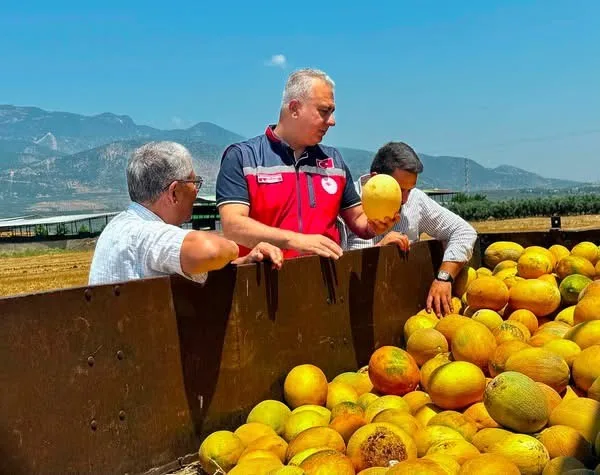 Tescilli Kırıkhan kavununda hasat devam ediyor