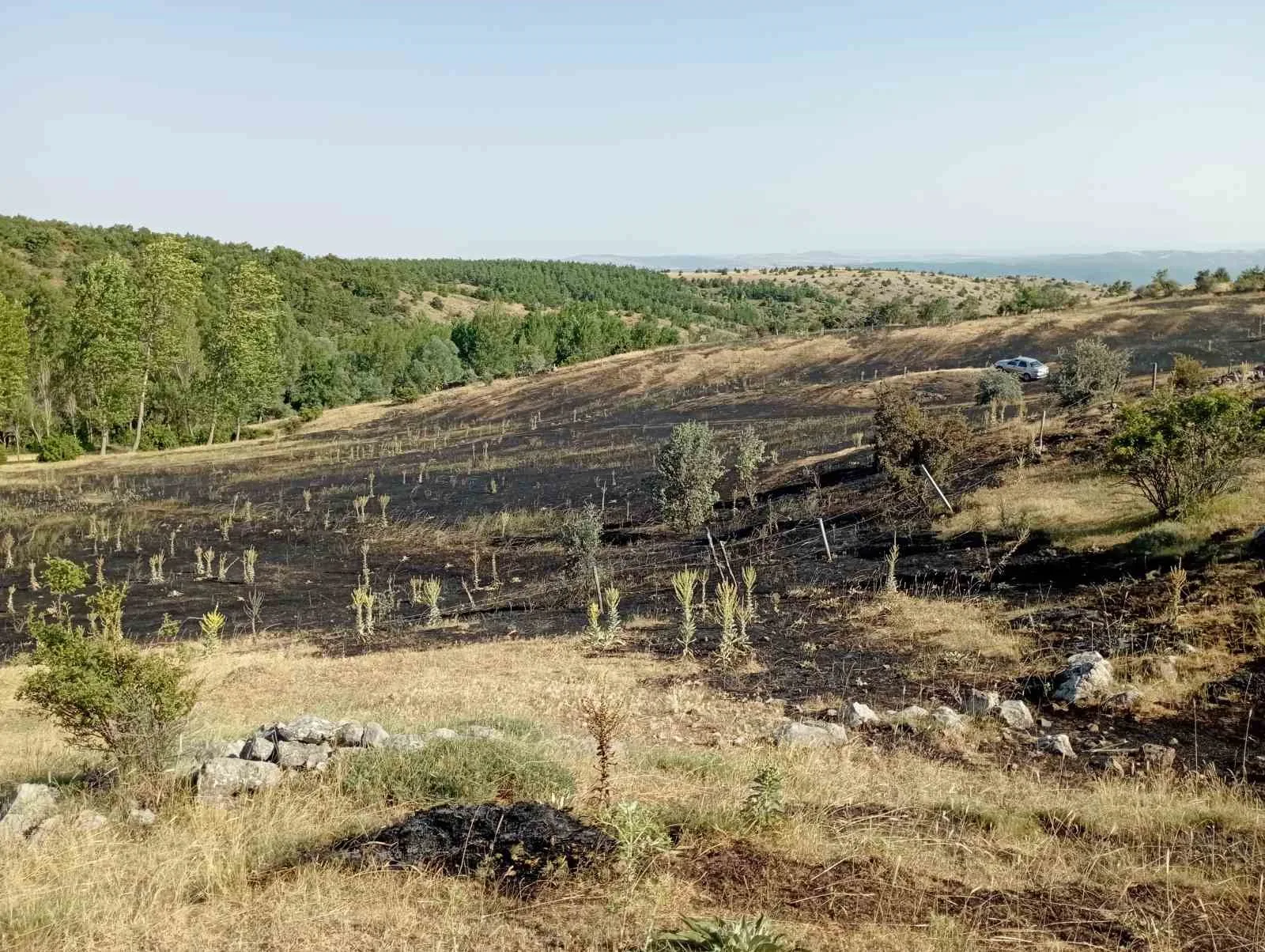 Tokat’ta örtü yangını: 15 dönüm ekili arazi küle döndü
