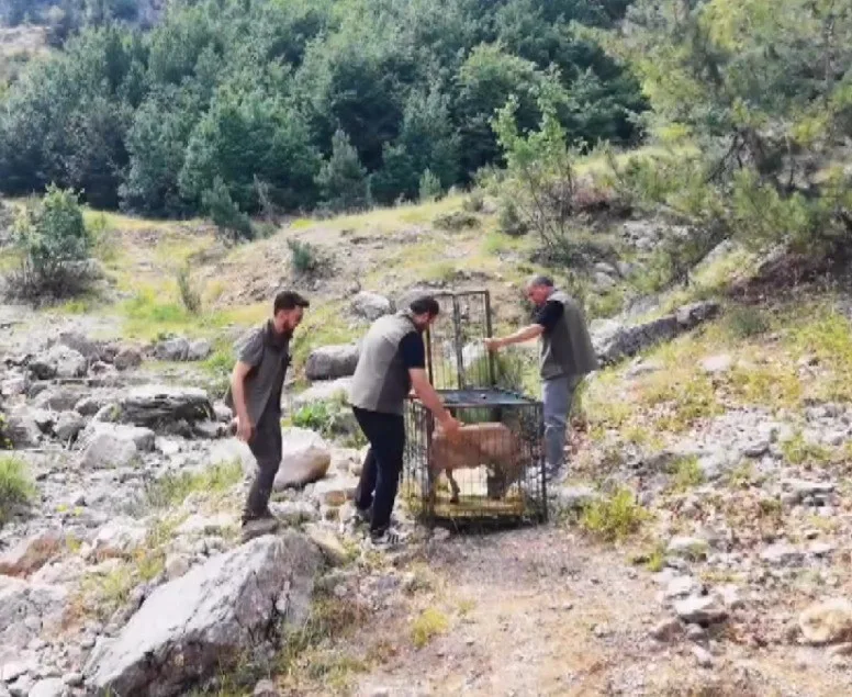 Yaralı dağ keçisi tedavisinin ardından doğaya bırakıldı