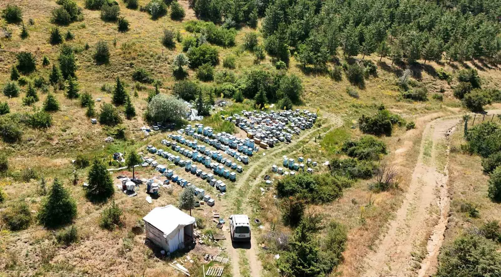 Yozgat’ın zengin bitki örtüsü arıcılara umut oldu