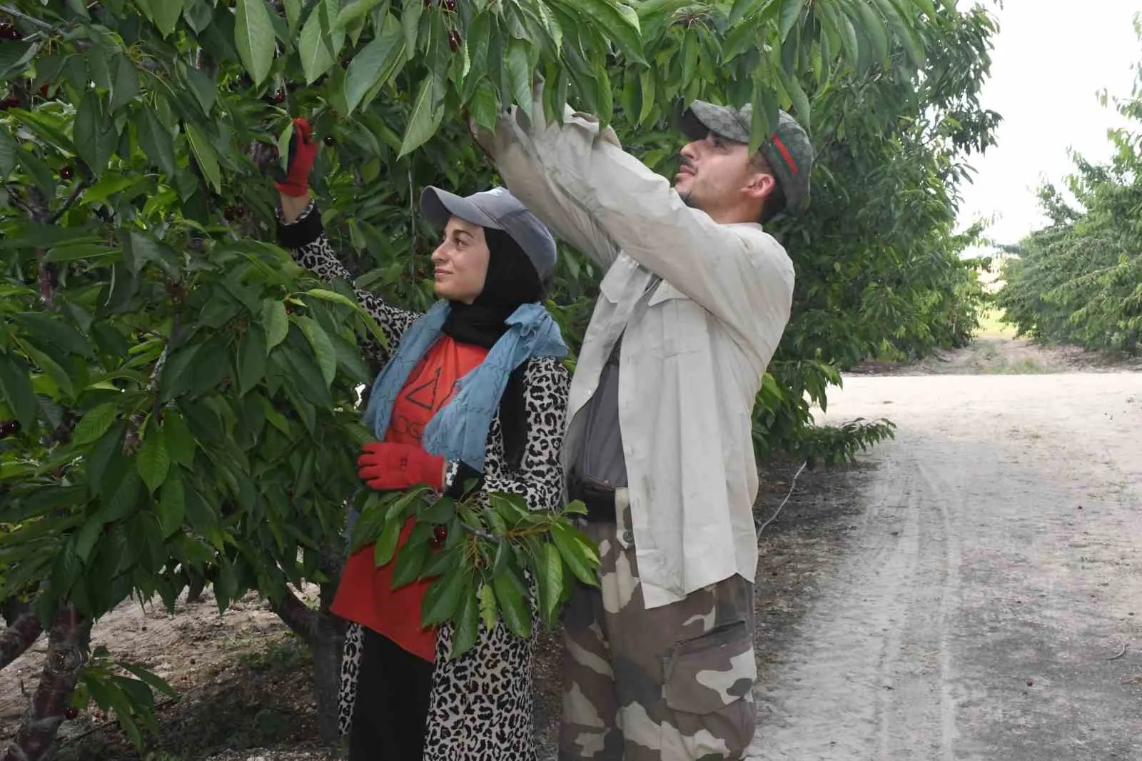 Yozgat’ta dev kiraz bahçesinde hasat mesaisi