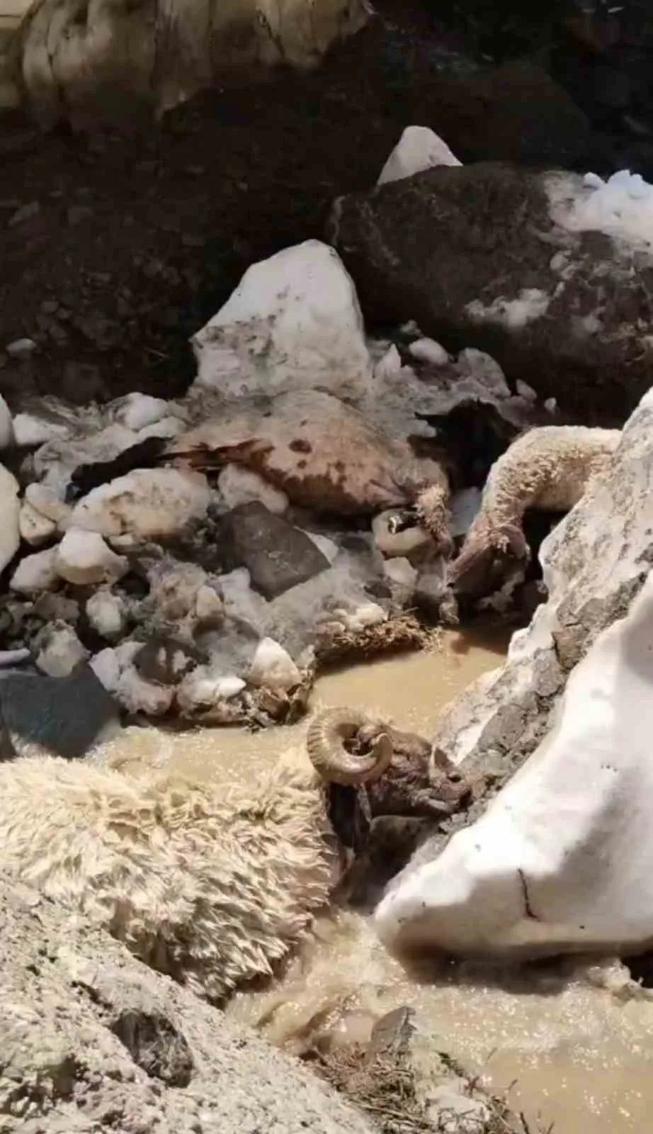 Yüksekova’da kar kütlesi çöktü: 25 küçükbaş hayvan telef oldu