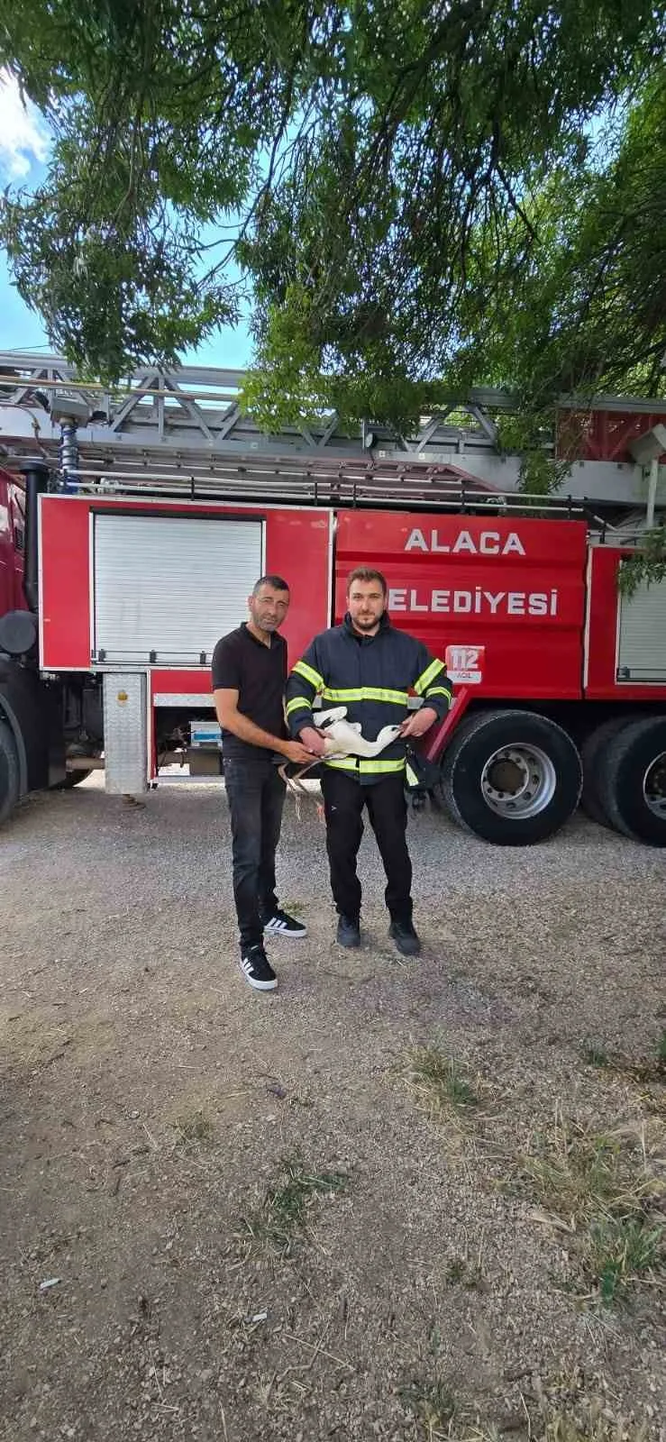 Yuvasında mahsur kalan leyleği itfaiye kurtardı